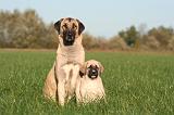 KANGAL 123